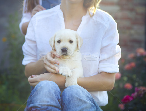Kobieta biała bluzka szczeniak labrador posiedzenia kolano Zdjęcia stock © dashapetrenko