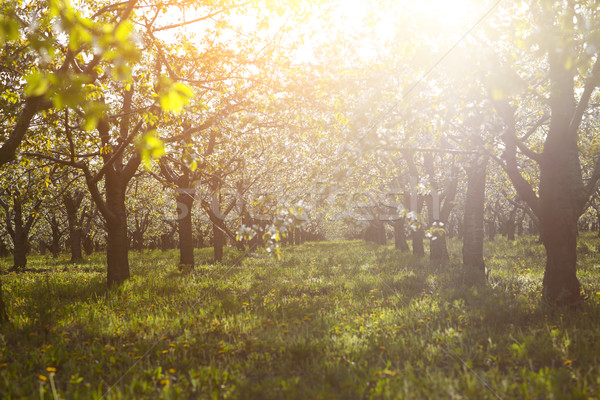 Cherry tree garden on a lawn with the sun shining  Stock photo © dashapetrenko