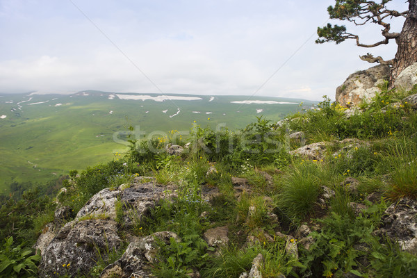 Valle scenario mozzafiato caucaso Russia fiore Foto d'archivio © dashapetrenko