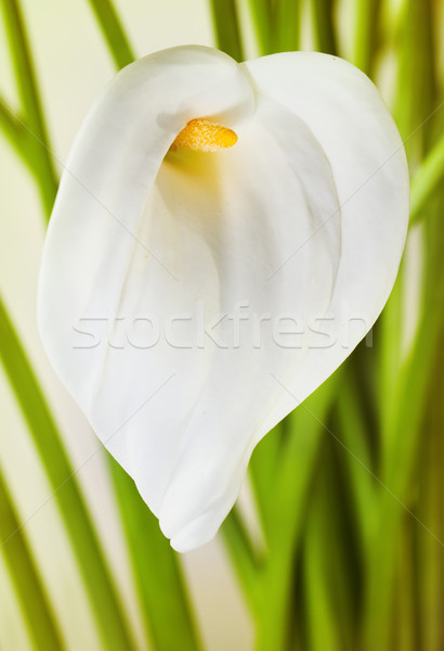 Foto stock: Monte · lírios · estilo · retro · natureza · fundo · verde