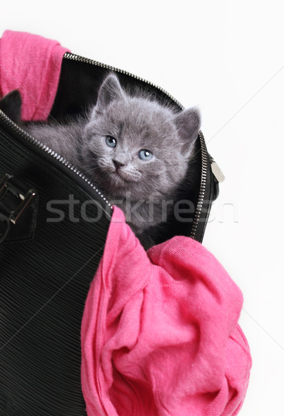 Stockfoto: Weinig · brits · kitten · zwarte · zak · roze