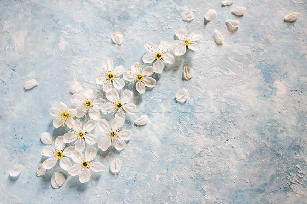 Blanche bleu pommier fleurs fleur printemps [[stock_photo]] © dashapetrenko