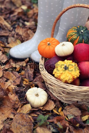 Automne érable laisse champignons pommes pomme [[stock_photo]] © dashapetrenko