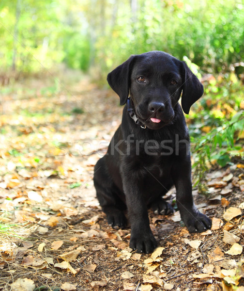 Negru labrador retriever căţeluş toamnă pădure copil Imagine de stoc © dashapetrenko