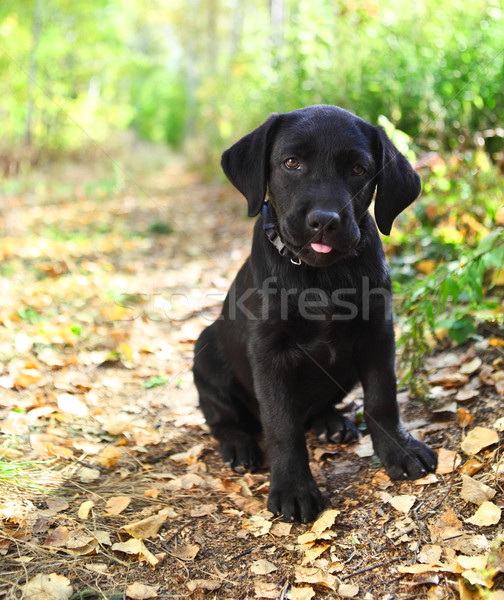 Schwarz Welpen Herbst Wald Baby Stock foto © dashapetrenko