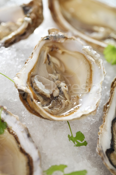Fresh oysters platter served in ice Stock photo © dashapetrenko