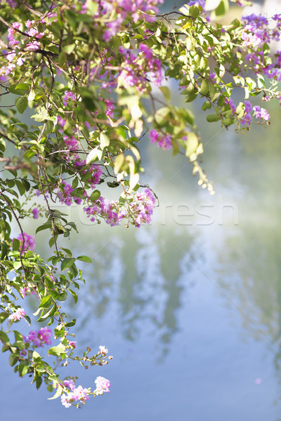 Blooming tree in the nature during spring by the lake Stock photo © dashapetrenko