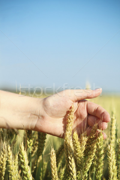 Hand through some wheat in a field Stock photo © dashapetrenko