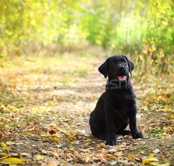 Stockfoto: Zwarte · labrador · retriever · puppy · najaar · bos · baby