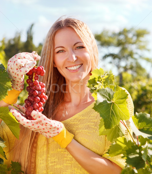 Nő szőlőszüret szőlő aratás idő bor Stock fotó © dashapetrenko