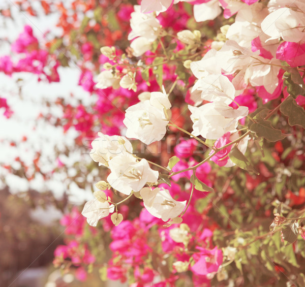 Foto d'archivio: Impianto · rosa · fiori · retro · carta