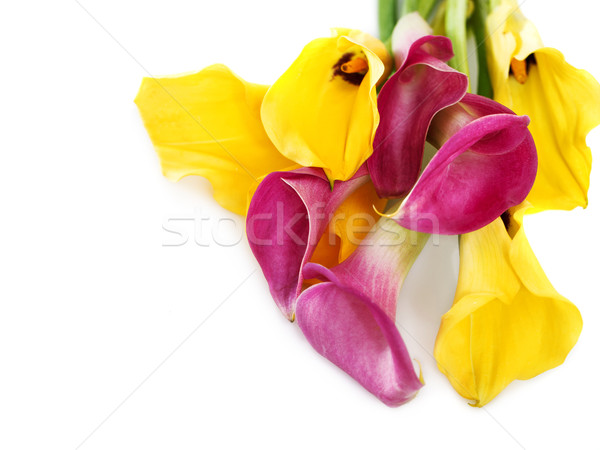 Bunch of yellow and pink cala lilies  Stock photo © dashapetrenko