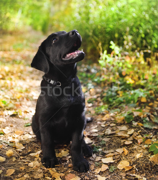 Foto stock: Preto · labrador · retriever · cachorro · outono · floresta · bebê