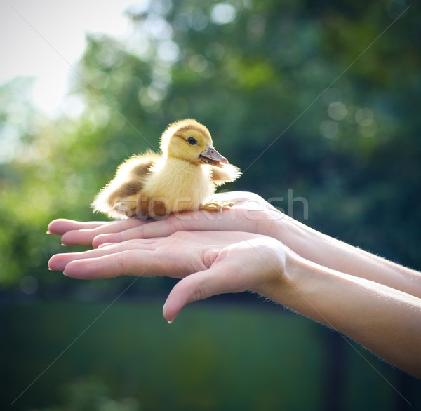 Mujer amarillo patito aire libre verde Foto stock © dashapetrenko