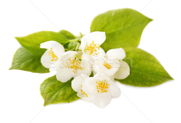 Jasmine white flowers Stock photo © dashapetrenko