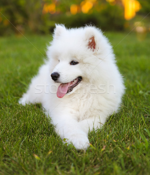 Funny Samoyed puppy in the summer garden  Stock photo © dashapetrenko