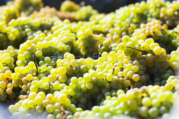 Grapes in the garden Stock photo © dashapetrenko