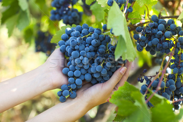 Grapes harvest. Farmer with freshly harvested grapes. Stock photo © dashapetrenko