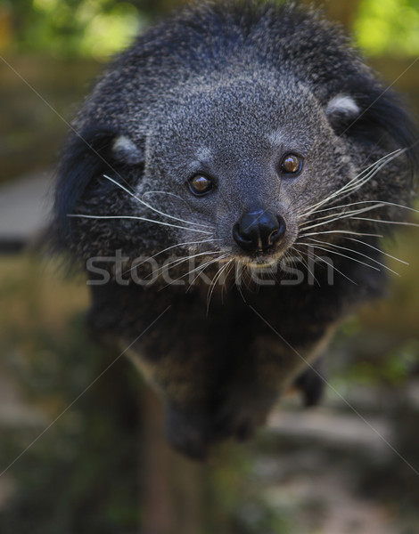 Binturong or bearcat (Arctictis binturong) Stock photo © dashapetrenko