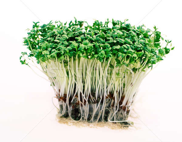 Close up of fresh green cress  Stock photo © dashapetrenko