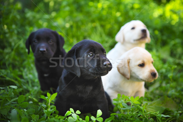 Groep aanbiddelijk golden retriever puppies groen gras baby Stockfoto © dashapetrenko