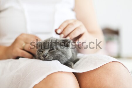 Kitten slepping on young woman hands Stock photo © dashapetrenko