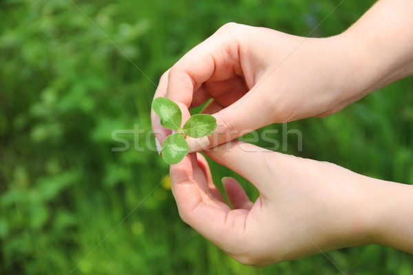 Clover in female hands Stock photo © dashapetrenko