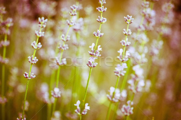 Campo de lavanda detalhes planta flor Foto stock © dashapetrenko