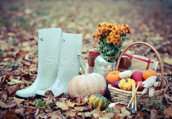 Autumn still life with different pumpkins Stock photo © dashapetrenko
