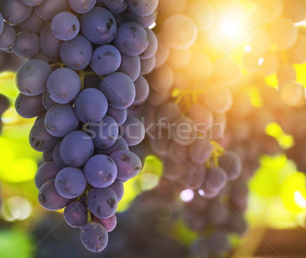 Blue bunches of grapes  Stock photo © dashapetrenko