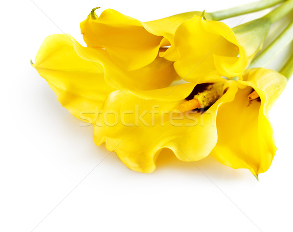 [[stock_photo]]: Jaune · isolé · blanche · mariage