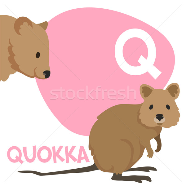 Funny cartoon animals vector alphabet letter set for kids. Q is Quokka   Stock photo © Dashikka