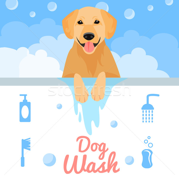 Chien laver lavage bain eau santé [[stock_photo]] © Dashikka