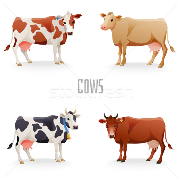 Stok fotoğraf: Farklı · inekler · renkler · ayarlamak · yalıtılmış · sağlık