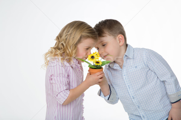 Para dziecko mały roślin dwa Zdjęcia stock © Dave_pot