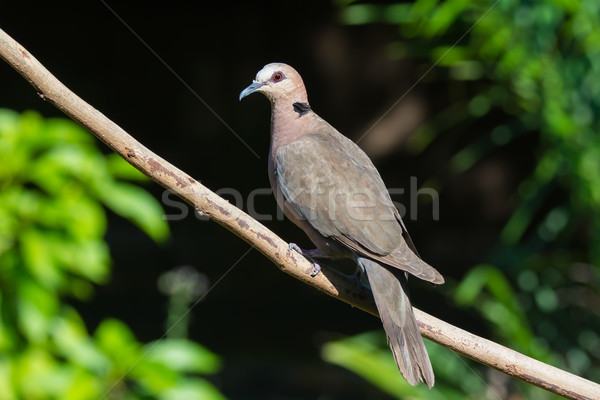 Red-eyed Dove Stock photo © davemontreuil