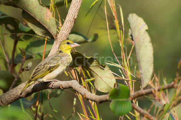 Village Weaver (Ploceus cucullatus) Stock photo © davemontreuil