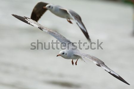 Young Grey-Headed Gull in flight Stock photo © davemontreuil
