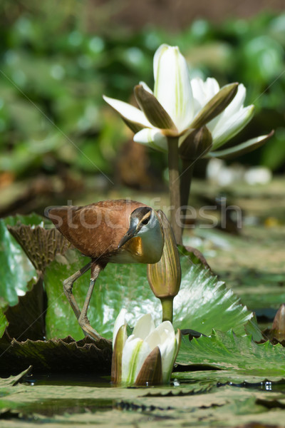 Young African Jacana standing amongst white flowering lilies Stock photo © davemontreuil