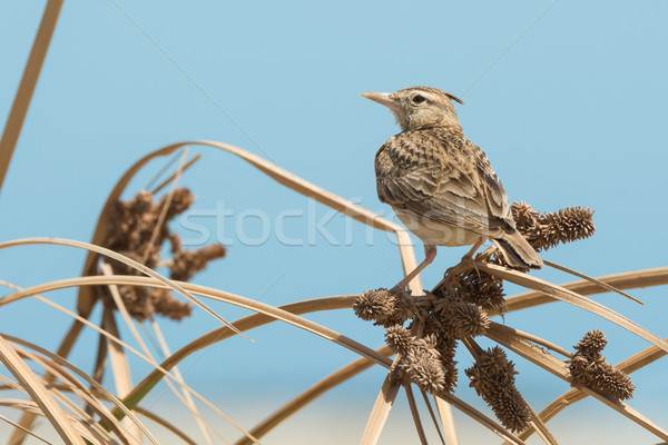 Crested Lark perched on dried grasses with seeds Stock photo © davemontreuil