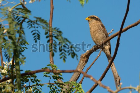 Stock fotó: Farok · tollak · nap · madár · állat · gyönyörű