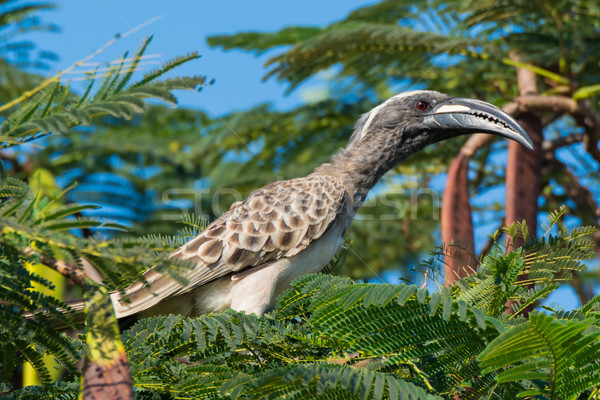 African Grey Hornbill (Tockus, nasutus) Stock photo © davemontreuil