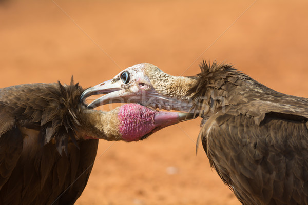 2 Hooded Vultures (Necrosyrtes monachus) preening each other Stock photo © davemontreuil