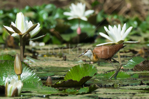 Young African Jacana standing amongst lily pads and flowers Stock photo © davemontreuil