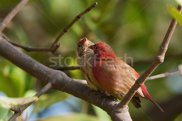A Female Red-billed Firefinch (Lagonosticta senegala) inviting a Stock photo © davemontreuil