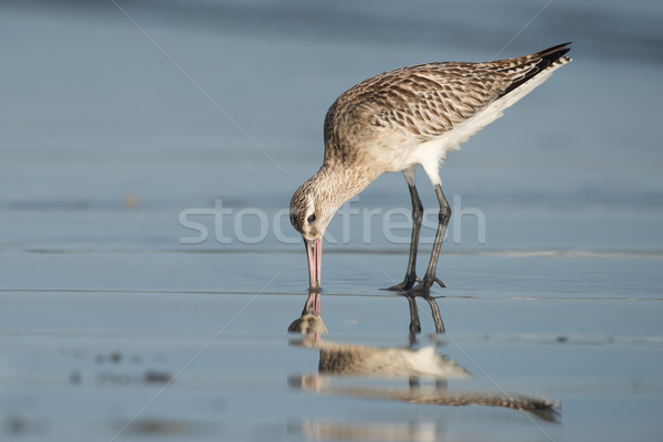 Bar-tailed Godwit (Limosa lapponica) probing the sand for worms Stock photo © davemontreuil