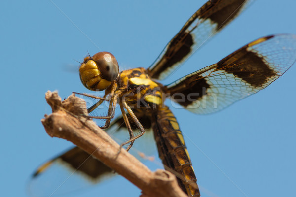 Femminile vedova libellula ovest africa bella Foto d'archivio © davemontreuil