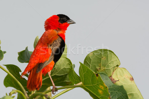 Northern Red Bishop Stock photo © davemontreuil