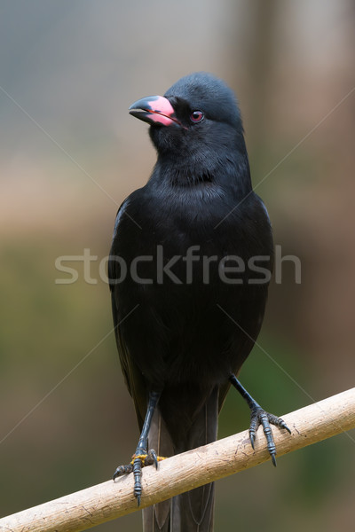 Juvenilis perem fekete fiatal profil gyönyörű Stock fotó © davemontreuil