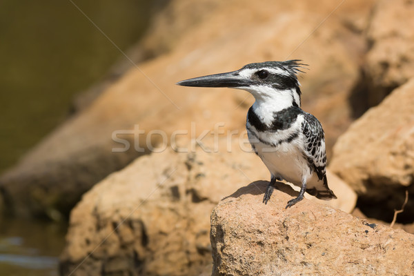 Pied Kingfisher (Ceryle rudis) perched on a rock Stock photo © davemontreuil